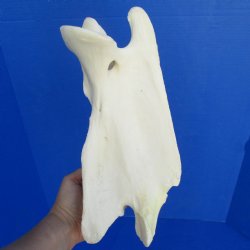 11" Giraffe Vertebrae Bone - $60