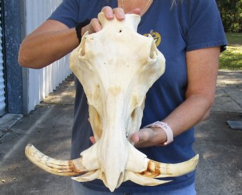 15 inch long African Warthog Skull for sale with 9 inch Ivory tusks - $170.00