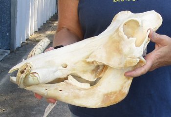 15 inch long African Warthog Skull for sale with 9 inch Ivory tusks - $170.00