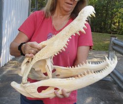 23 inch Florida Alligator Skull - $295