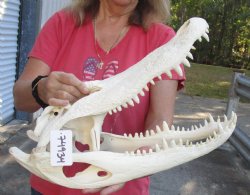 20 inch Florida Alligator Skull - $225