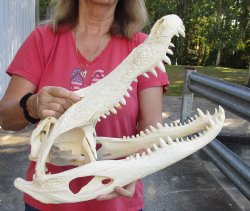 21-1/4 inch Florida Alligator Skull - $245