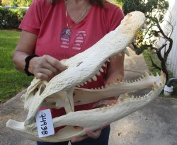 21 inch Florida Alligator Skull - $245