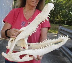 21-1/2 inch Florida Alligator Skull - $245