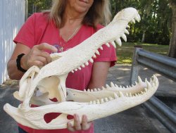 23 inch Florida Alligator Skull - $325 (Signature Required)