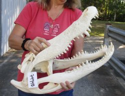 22-1/2 inch Florida Alligator Skull - $275