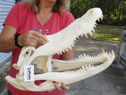 22 inch Florida Alligator Skull - $275