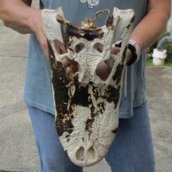 Nature Cleaned, 15" Alligator Top Skull, NO Teeth - $20