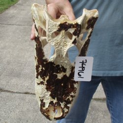 Semi-Cleaned, 13" Alligator Top Skull, NO Teeth - $25