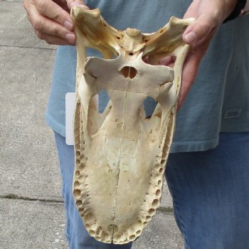 Semi-Cleaned, 13" Alligator Top Skull, NO Teeth - $10