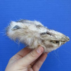 Real Opossum Head, Preserved with Formaldehyde - $30