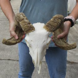 African Merino Ram/Sheep Skull with 21-22" Horns - $140