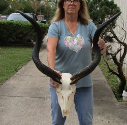 Real Kudu skull with 33 & 34 inch horns for sale $195