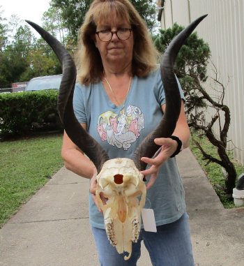 Real Kudu skull with 28 & 29 inch horns for sale $195