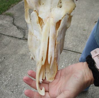 Real Kudu skull with 28 & 29 inch horns for sale $195