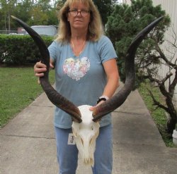 Real Kudu skull with 32 & 33 inch horns for sale $195