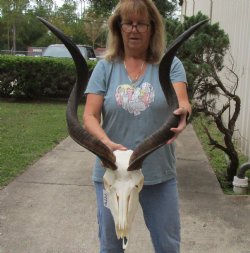 Genuine Kudu skull with 34 & 35 inch horns for sale $195
