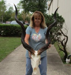 Real African Kudu Skull 48&49 inch horns for $325 (signature required)