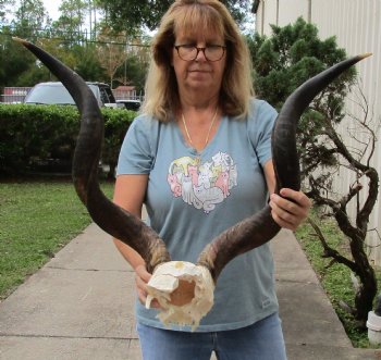32 & 33 inch horns on African Kudu Skull Plate for $125
