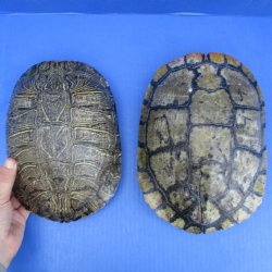 8" - 9" Red Eared Slider Turtle Shells, 2pc lot - $42