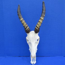 B-Grade 12" Male Blesbok Skull with 12" Horns - $65