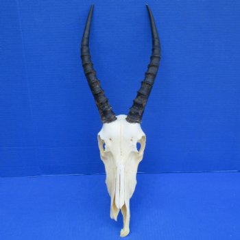 B-Grade 12" Female Blesbok Skull with 13" Horns - $55