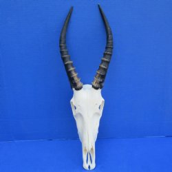 B-Grade 11" Male Blesbok Skull with 12" Horns - $60