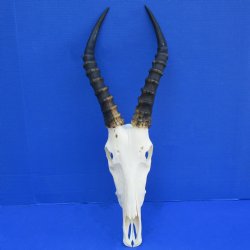 B-Grade 12" Male Blesbok Skull with 14" Horns - $65