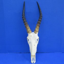 B-Grade 11" Male Blesbok Skull with 14" Horns - $65