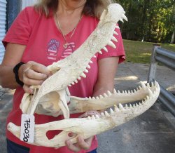 18 inch Florida Alligator Skull - $185