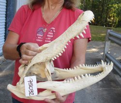 17-1/2 inch Florida Alligator Skull - $170
