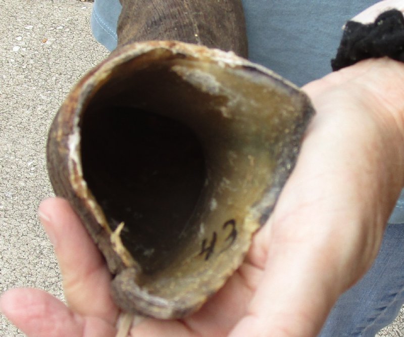 African Kudu horn for sale