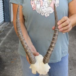 B-Grade Female Blesbok Skull Plate with 13" Horns - $20