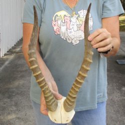 Male Blesbok Skull Plate with 16" Horns - $38