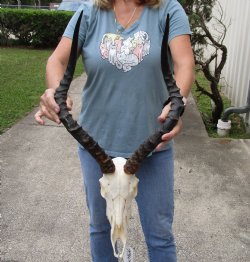 Authentic African impala skull with 21 inches horns - $105