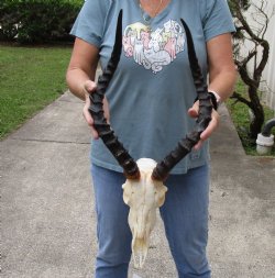Authentic African impala skull with 20 inches horns - $105