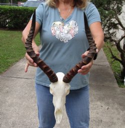 Authentic African impala skull with 19 inches horns - $105