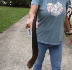 Real B-Grade African Nyala Horn 23 inches for $12