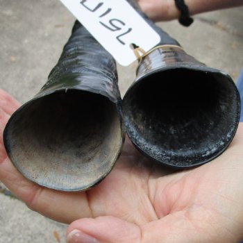 33" Polished Gemsbok Horns, 2pc lot - $65