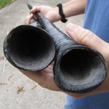 34" and 36" Polished Gemsbok Horns, 2 piece lot - $65