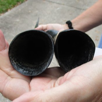 33" and 34" Polished Gemsbok Horns, 2 piece lot - $65