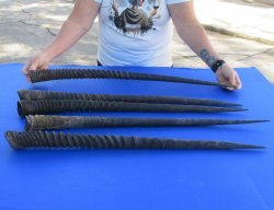 Five piece 28" to 32" Gemsbok Horns (NO POST OFFICE (USPS) SHIPPING!!)
