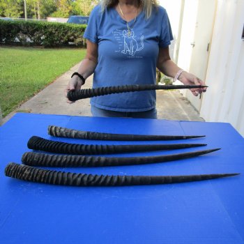 28" - 32" Gemsbok Horns, 5 piece lot - $110