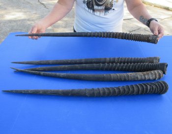 Five piece 28" to 32" Gemsbok Horns (NO POST OFFICE (USPS) SHIPPING!!)