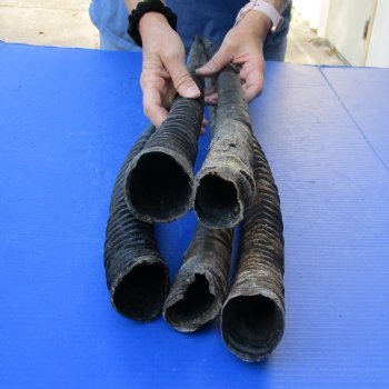 28" - 32" Gemsbok Horns, 5 piece lot - $110