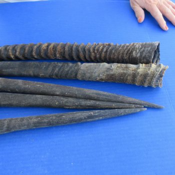 Five piece 28" to 32" Gemsbok Horns (NO POST OFFICE (USPS) SHIPPING!!)