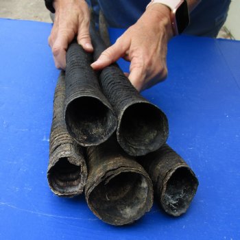 29" - 32" Gemsbok Horns, 5 piece lot - $110