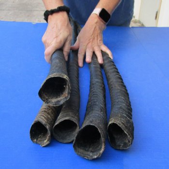 33" - 36" Gemsbok Horns, 5 piece lot - $125