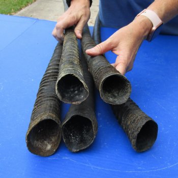 33" - 36" Gemsbok Horns, 5 piece lot - $125