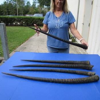 33" - 37" Gemsbok Horns, 5 piece lot - $125